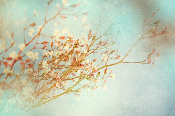 Delicate Branches in Blossom