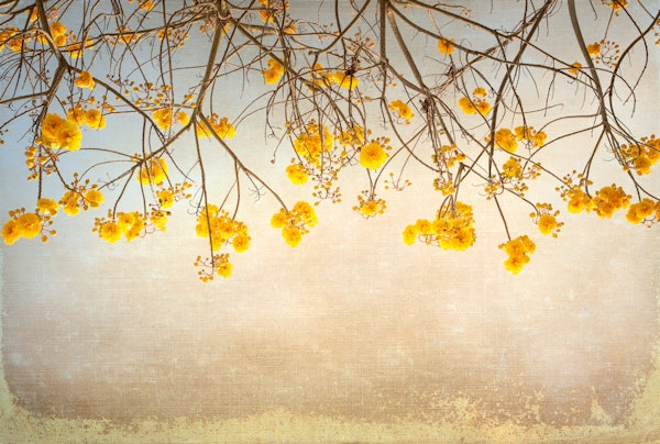 Golden Flowering Branches
