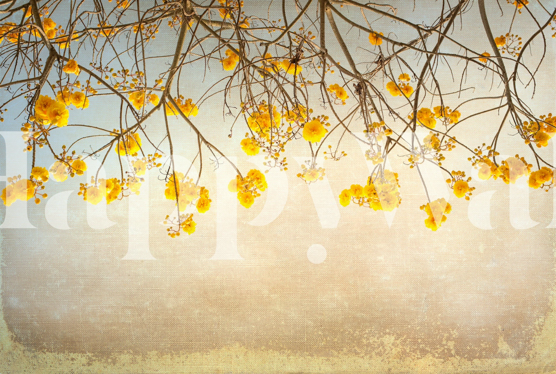 Gelbe blühende Zweige auf blassem Hintergrund – blumen wallpaper