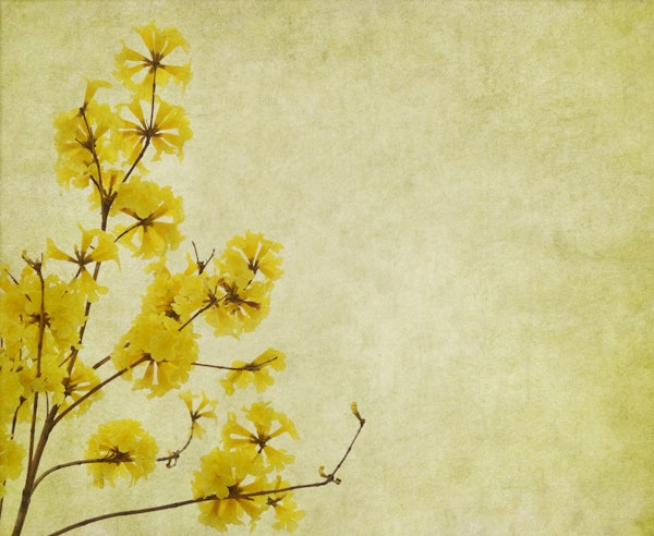 Yellow Flower Elegance