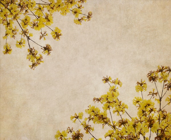 Yellow Blossom Delight