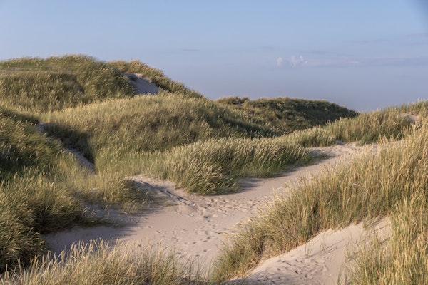 Serene Coastal Dunes