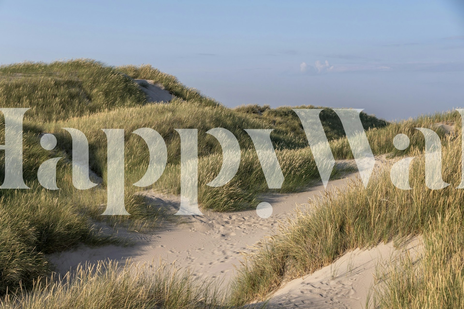 Coastal dunes landscape with sandy beige and green grass wallpaper