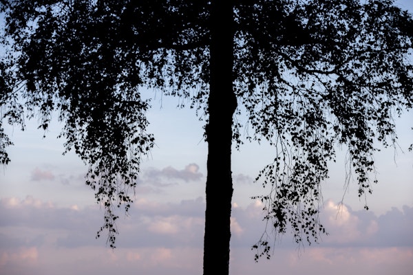 Birch Tree Silhouette