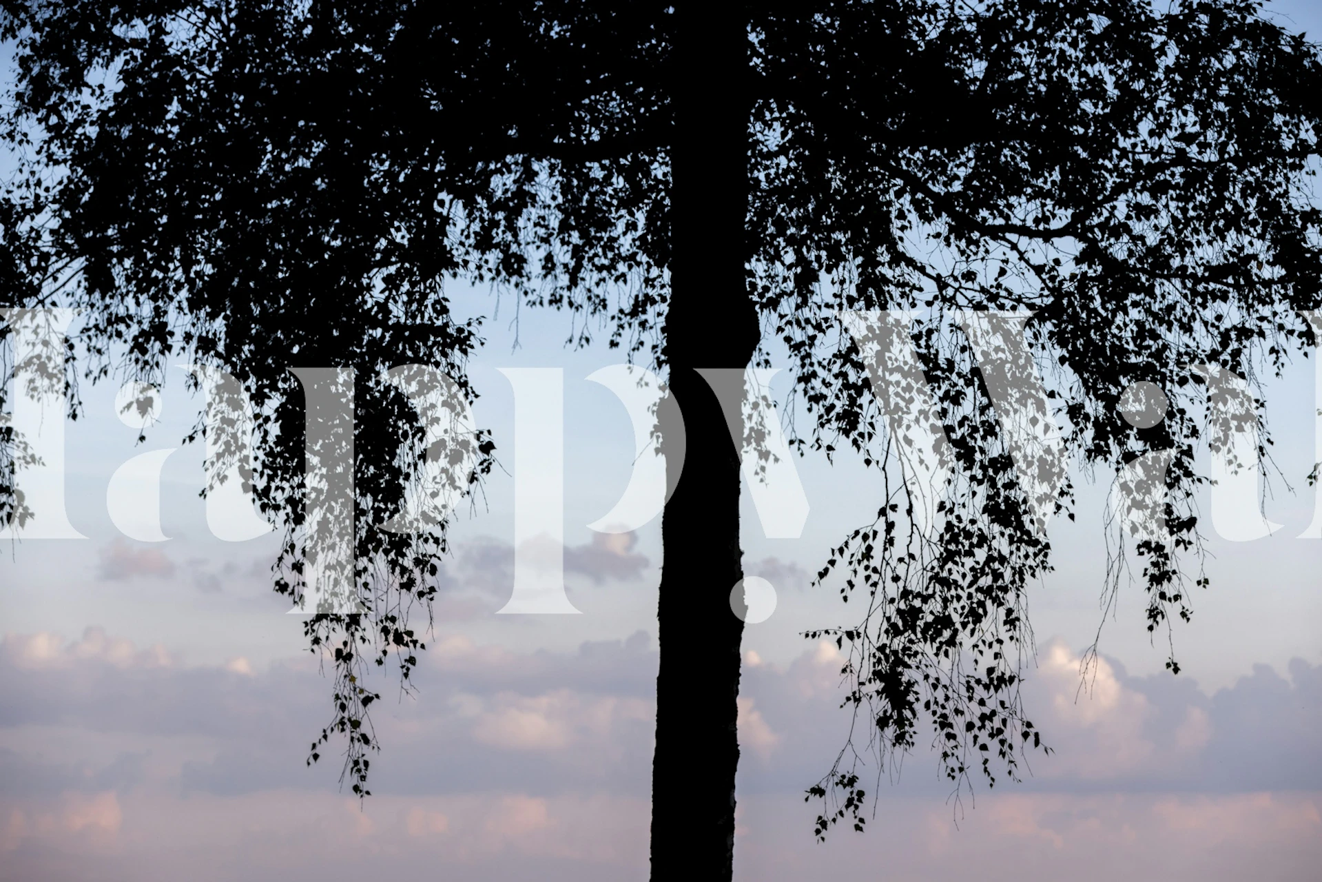 Birch Tree Silhouette wallpaper in a room