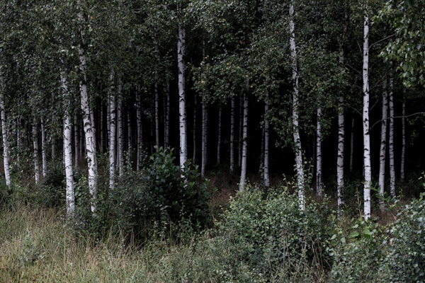 Deep Birch Forest Tranquility