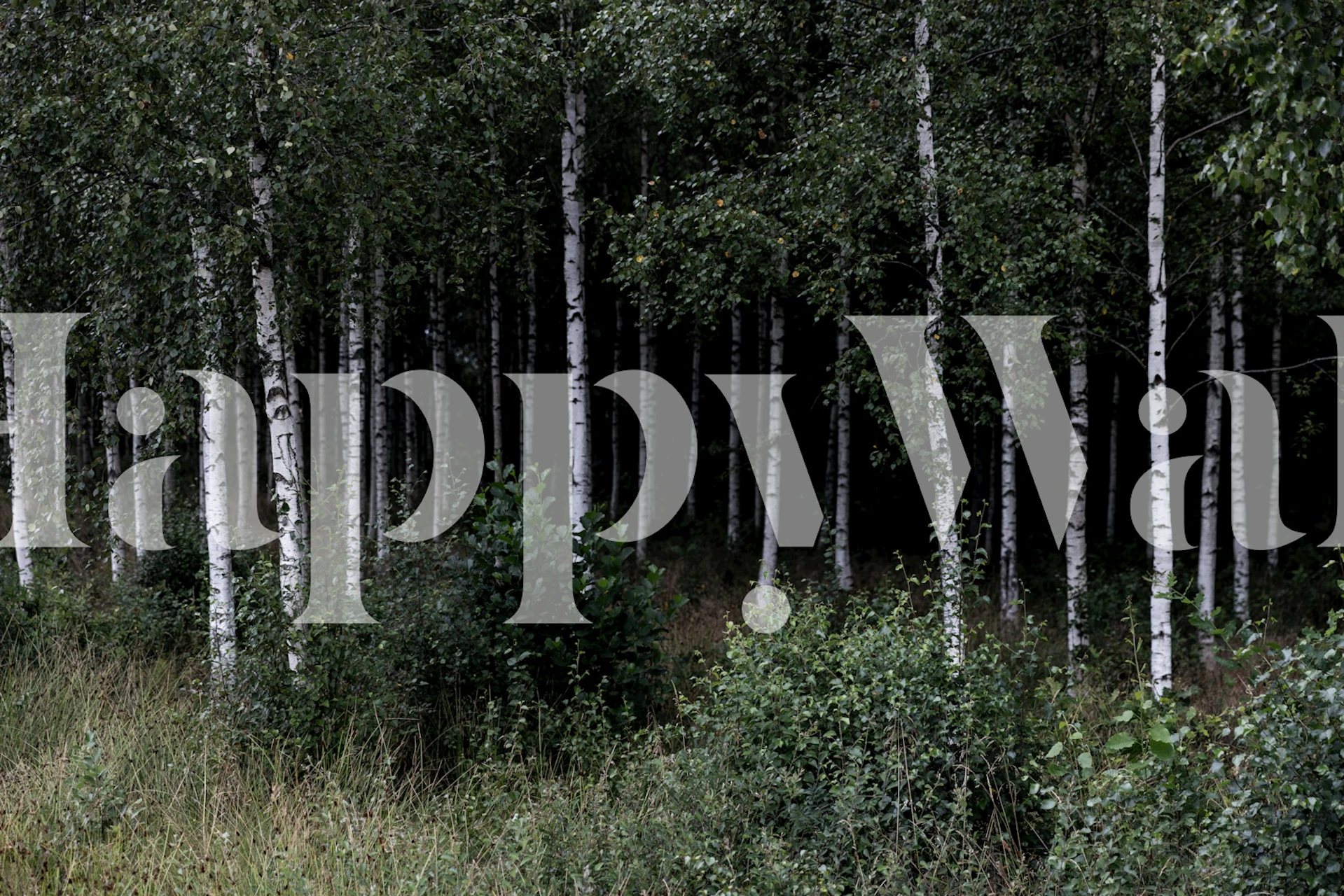 Birch trees with white trunks and green foliage in a dark forest wallpaper