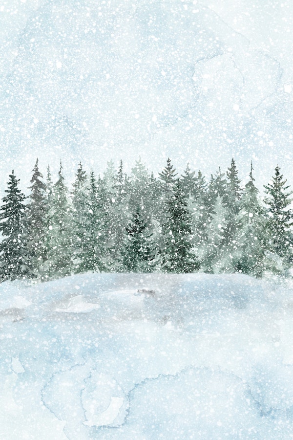 Cold Woods in Winter