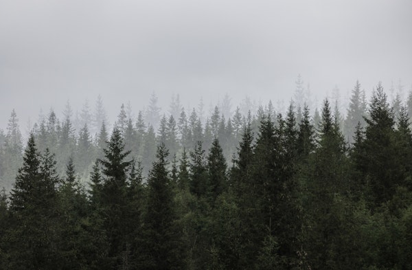 Whispering Pines View