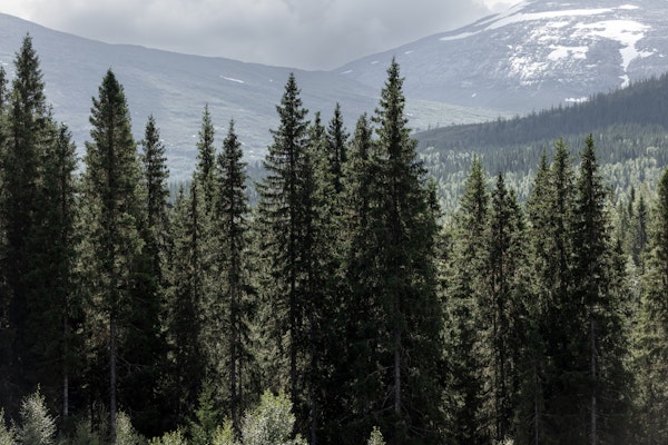 Evergreen Mountain View