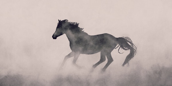 Wild Horse in the Fog