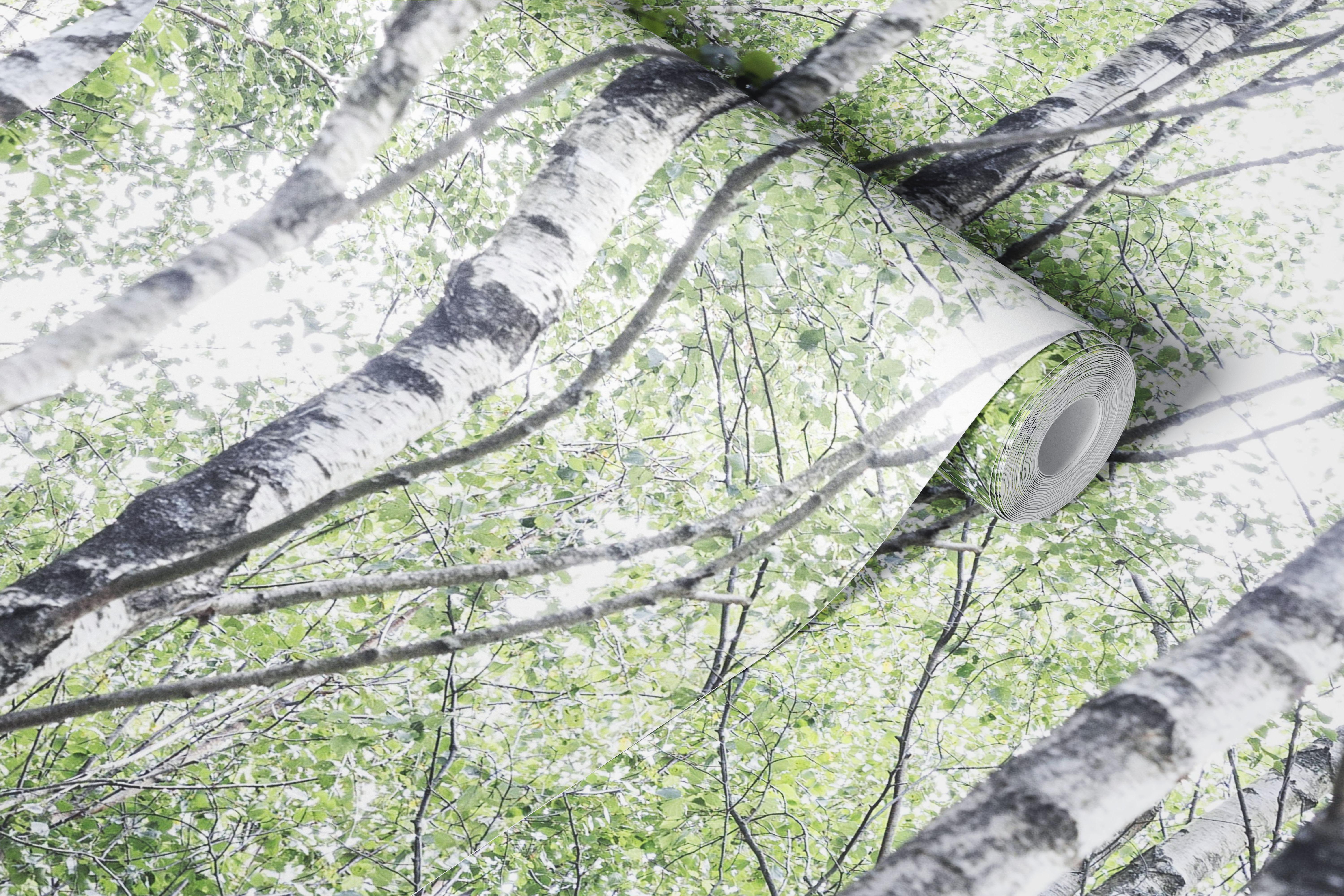 Birch tree forest wallpaper in a bright room