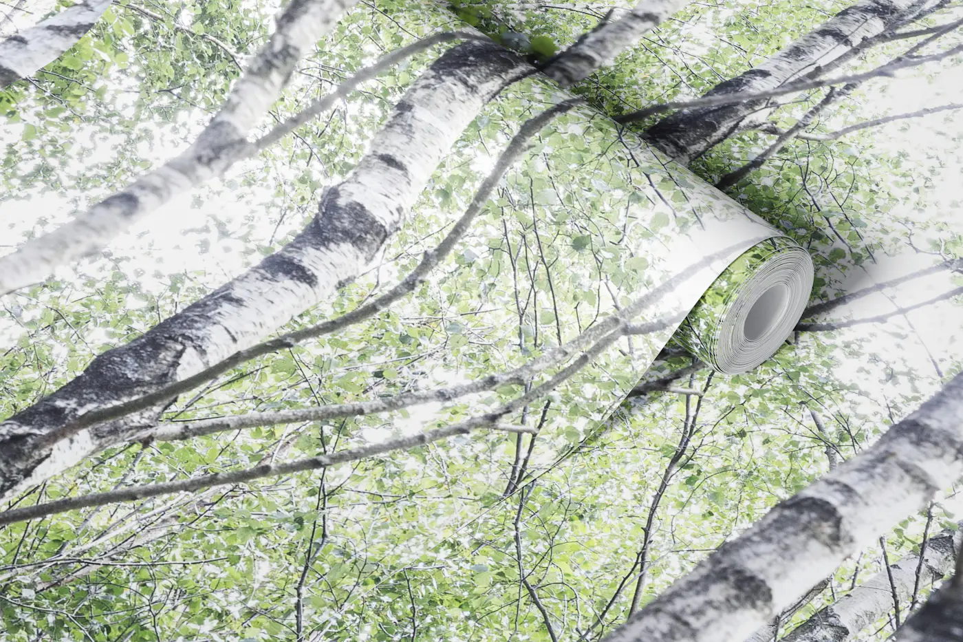Birch Tree Forest wallpaper roll