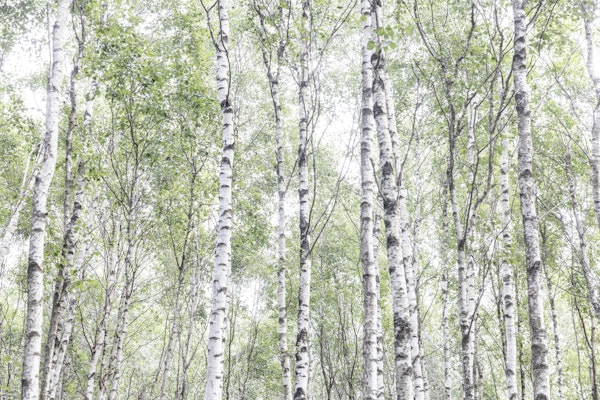 Birch Tree Forest