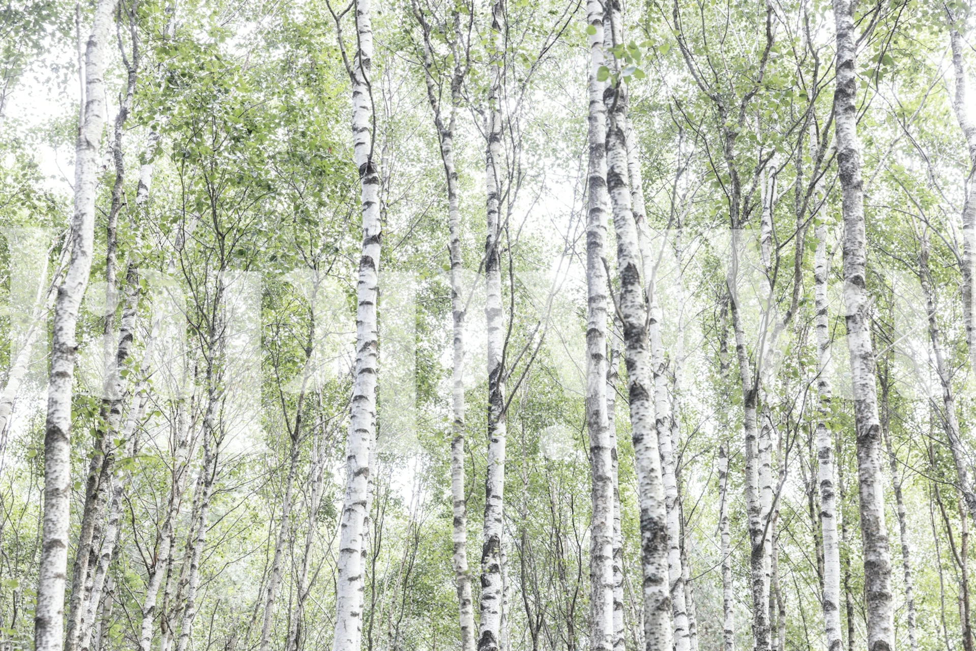 Forest of birch trees with green leaves and white bark wallpaper