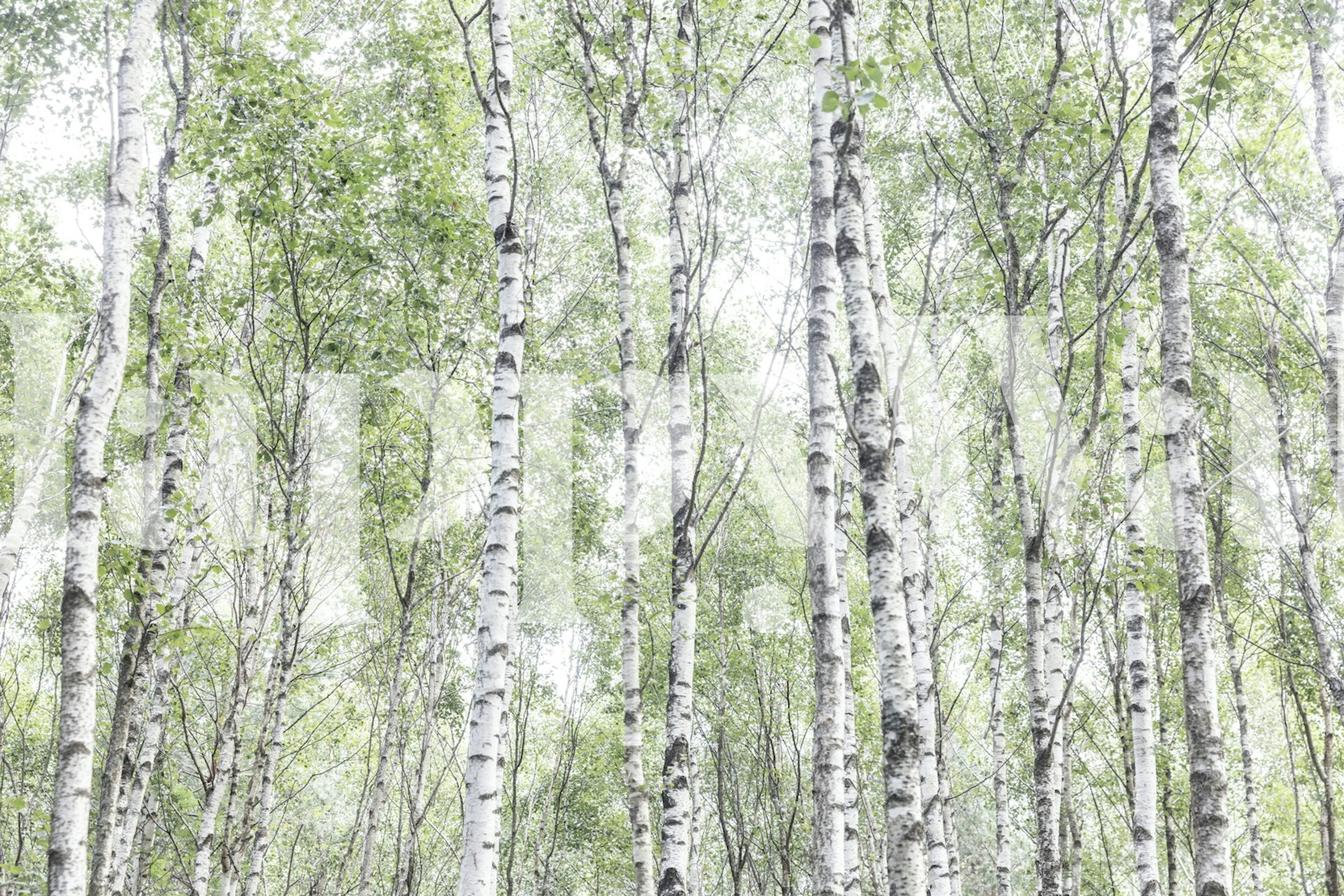 Forest of birch trees with green leaves and white bark wallpaper
