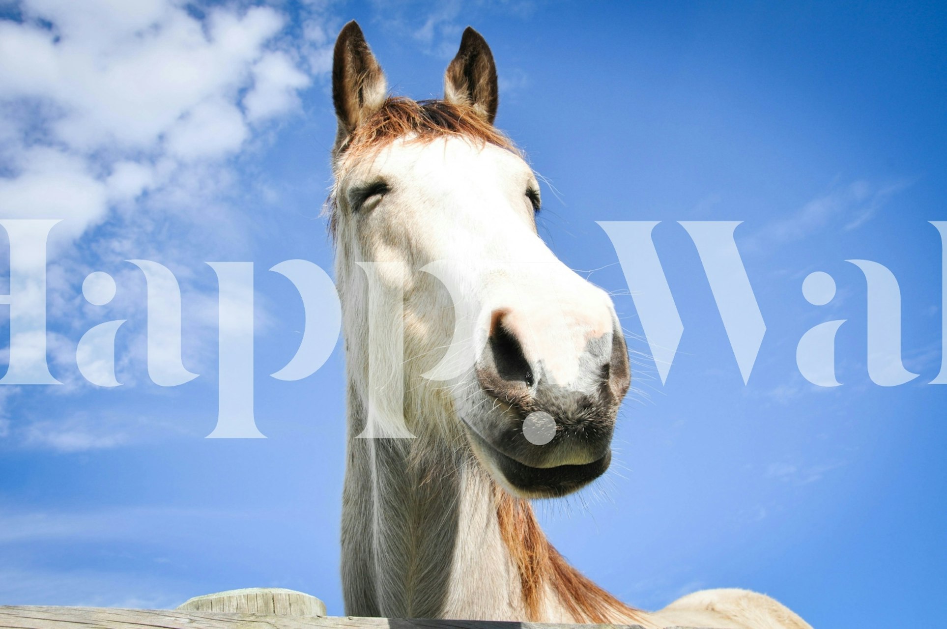 Happy horse head against a blue sky wallpaper