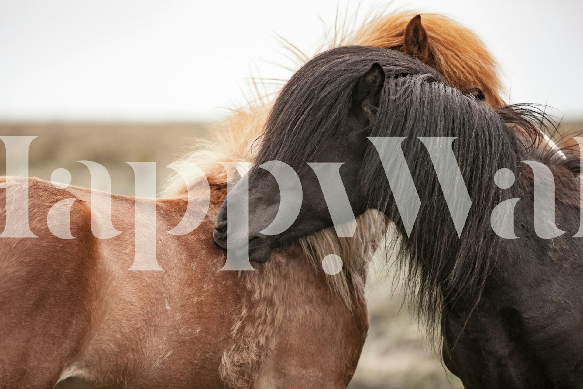 Close-up of two horses, one black and one brown, embracing in a natural setting. Wallpaper.