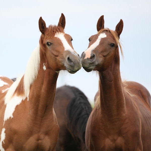 Two Playful Horses Together