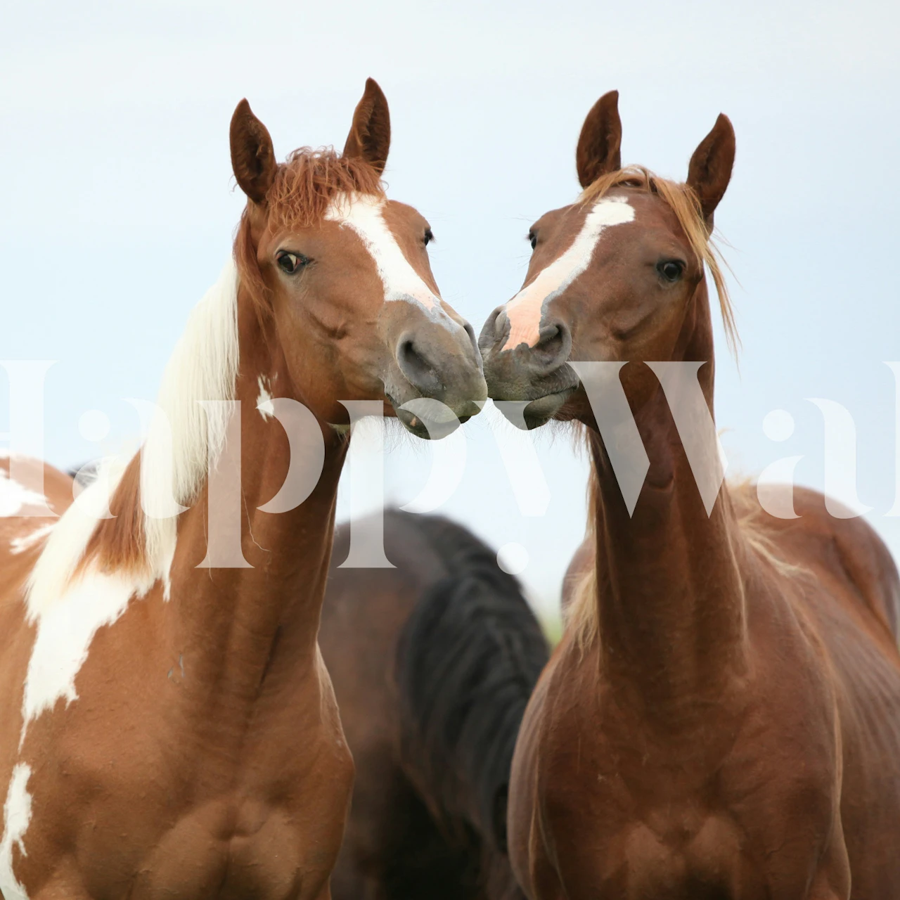Two playful horses close together in a room