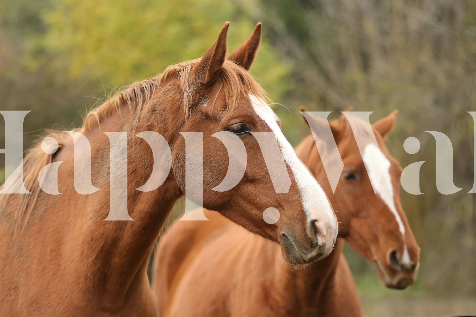Two brown horses in nature with greenery and blurred background wallpaper