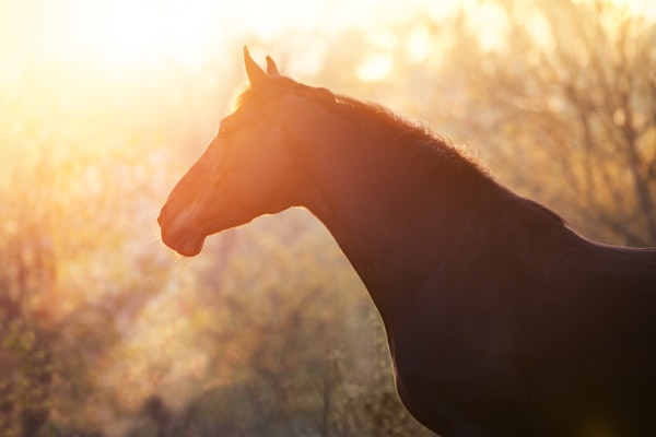 Beautiful Horse at Dusk