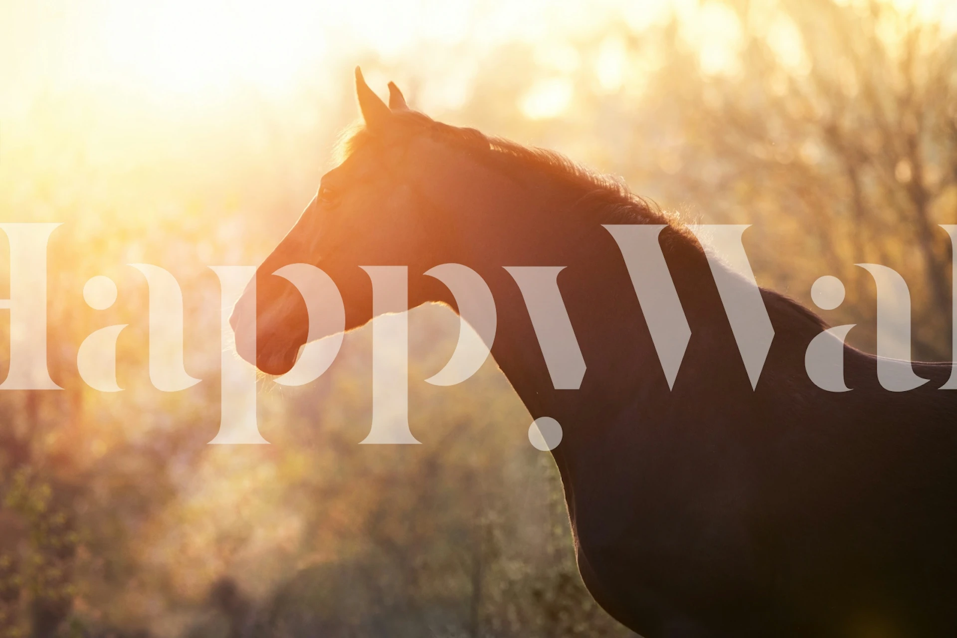 Horse at dusk wallpaper in a room
