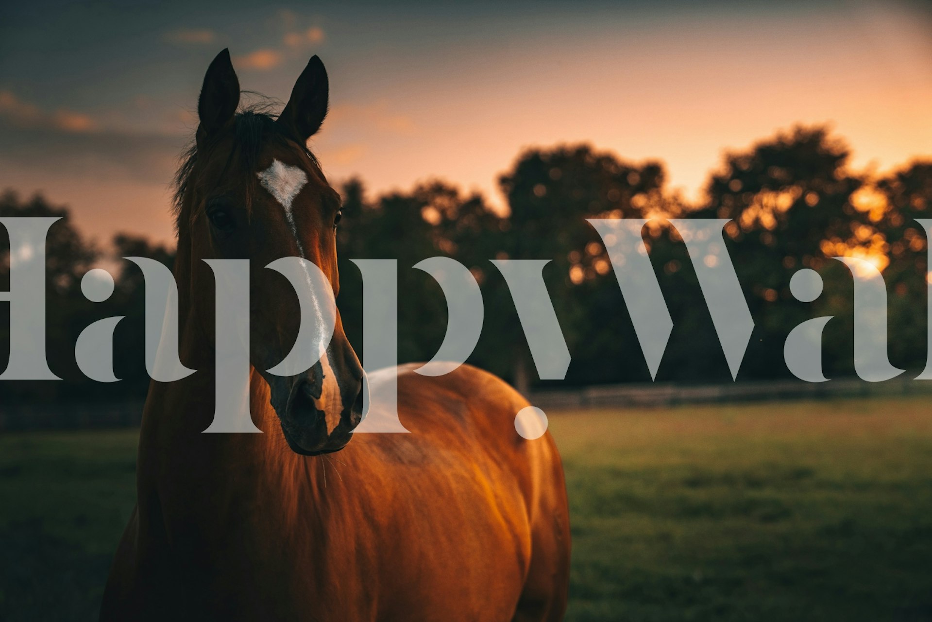 Horse in golden light wallpaper for a room