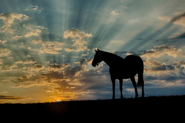 Calm Sunrise with a Horse