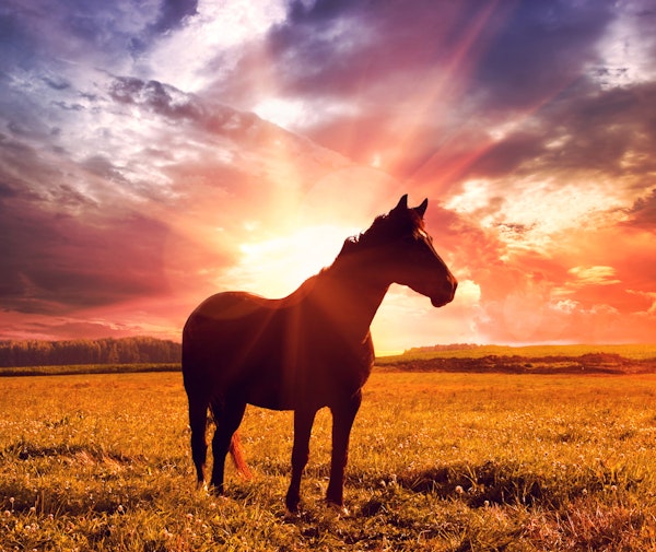 Golden Dawn with Horse