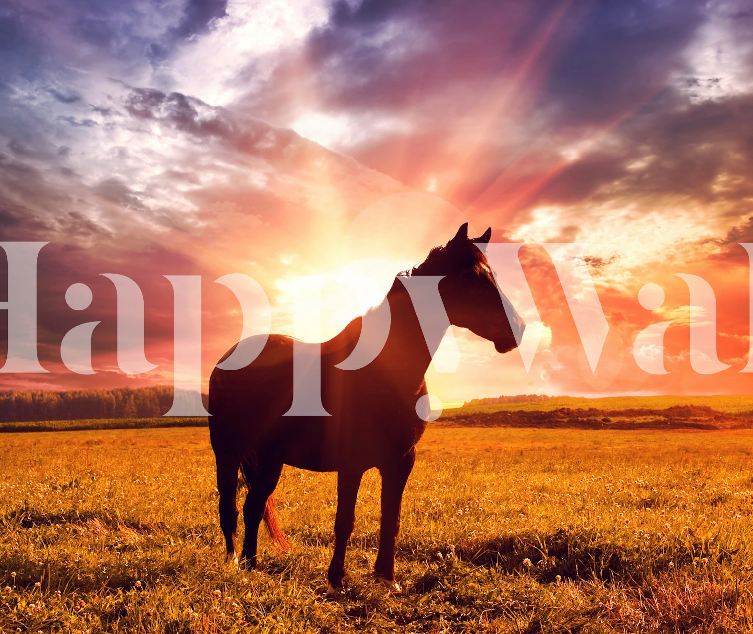 Golden Dawn with Horse wallpaper in a room