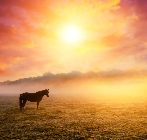 Serene Sunset with Horses