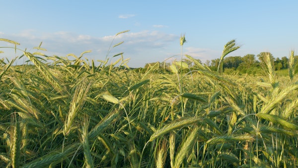 Lush Green Wheat Fields
