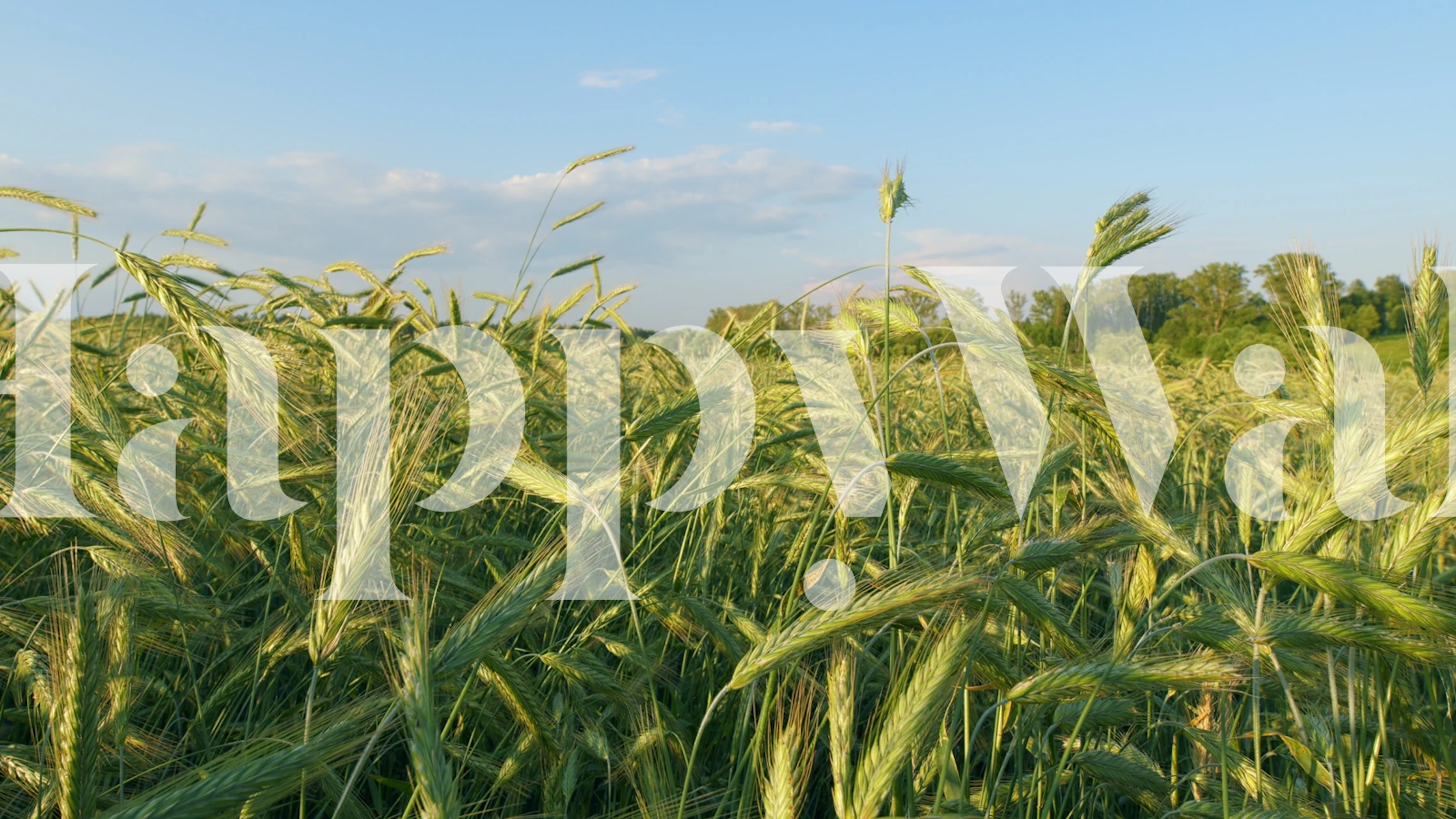 Lush Green Wheat Fields papel pintado en una habitación