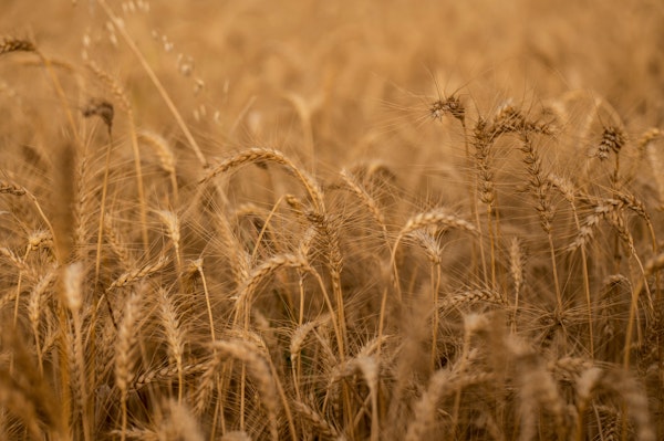 Harvest Season in the Fields