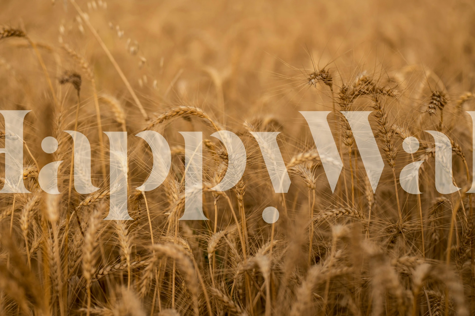 Golden wheat fields wallpaper in a room