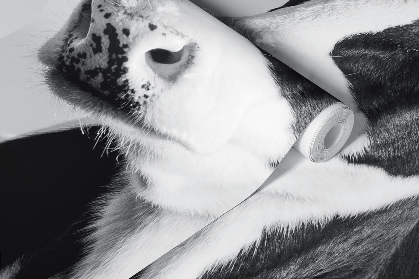 Black and White Cow Portrait wallpaper roll
