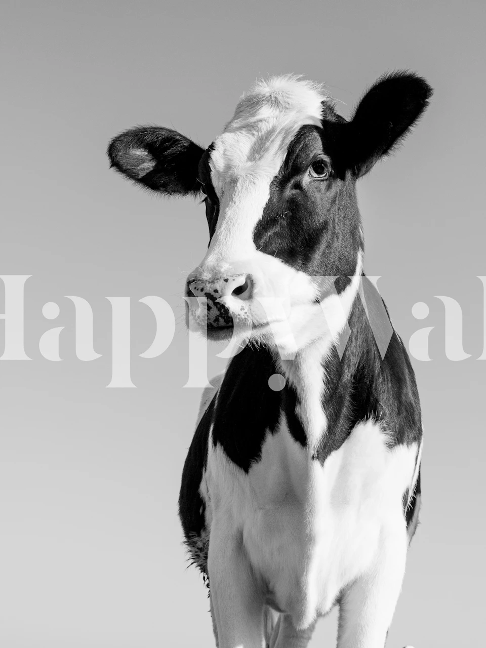 Black and white cow portrait wallpaper depicting a cow on a neutral background