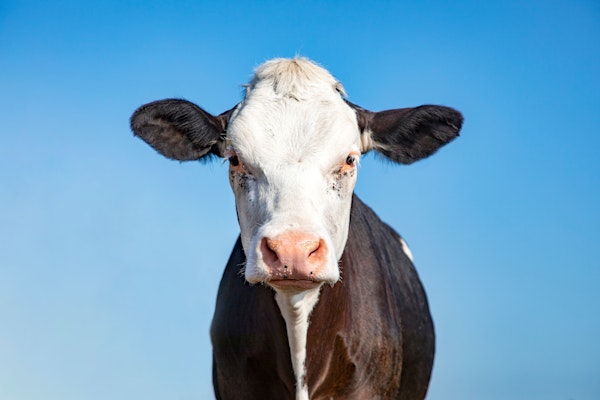 Farm Life Grumpy Cow Image