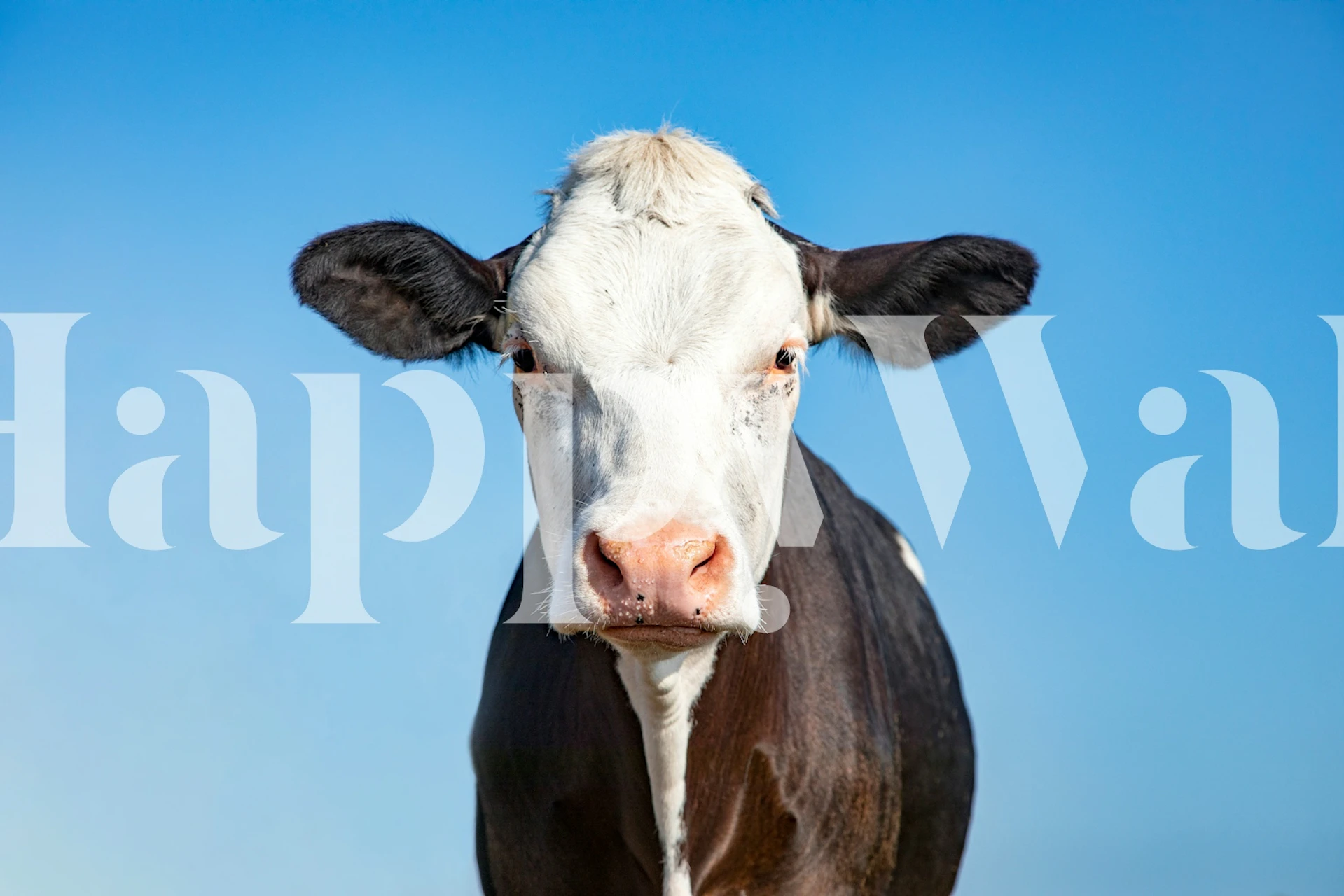 Farm Life Grumpy Cow tapet i ett rum