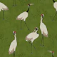 Vibrant Chinoiserie Crane - Moss Green