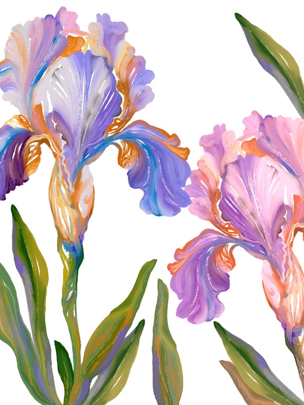 Floral Iris Symphony