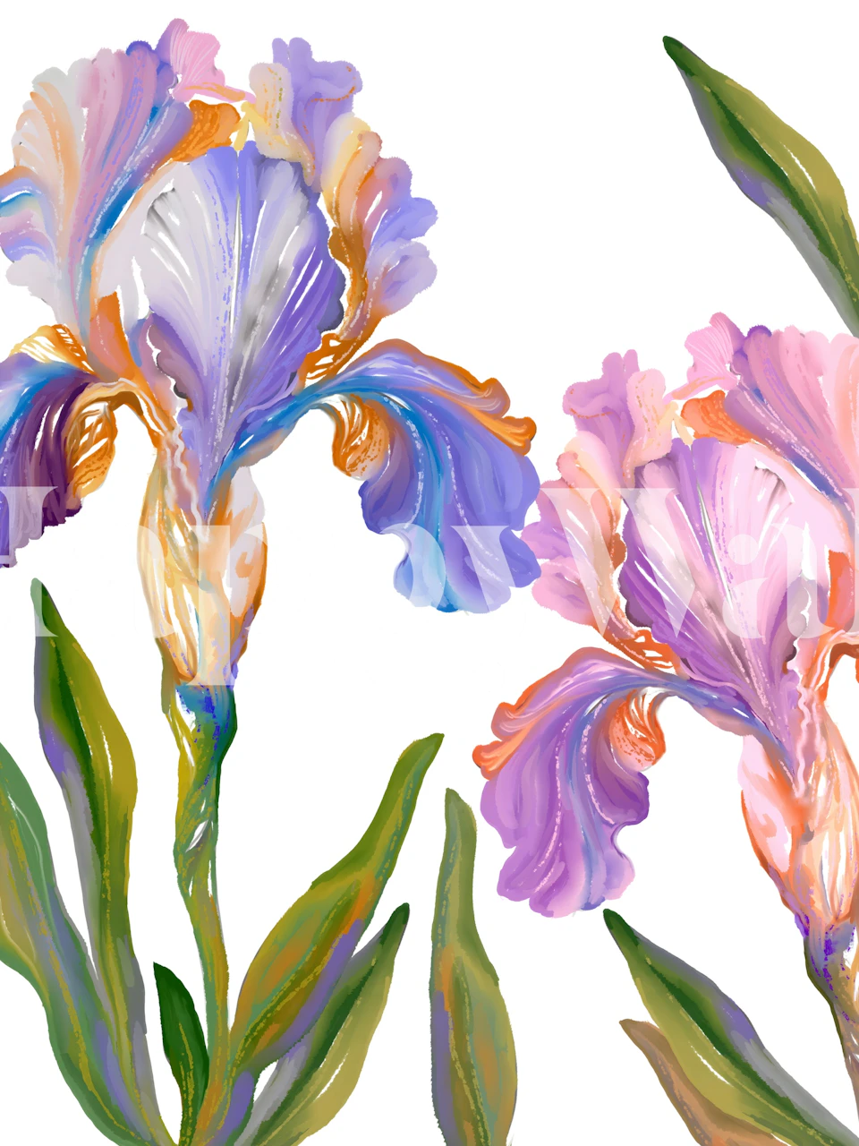 Purple and orange iris flowers with green leaves wallpaper