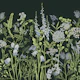 Botany 6