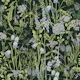 Botany pattern 6