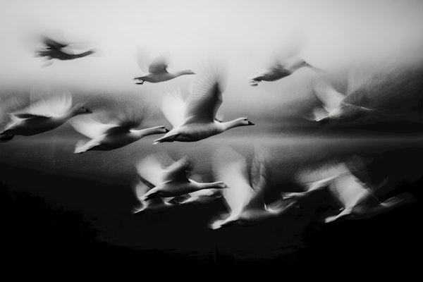 Flight of Freedom