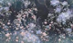 Romantic garden 3