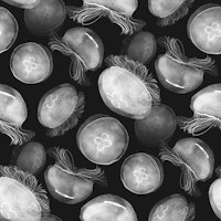 Translucent Moon Jellyfish - charcoal black ταπετσαρία