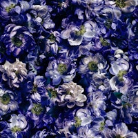 Magical Midnight-Floral 2 papiers peint