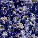 Magical Midnight-Floral 2